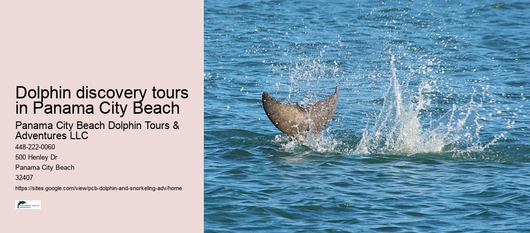 Dolphin discovery tours in Panama City Beach