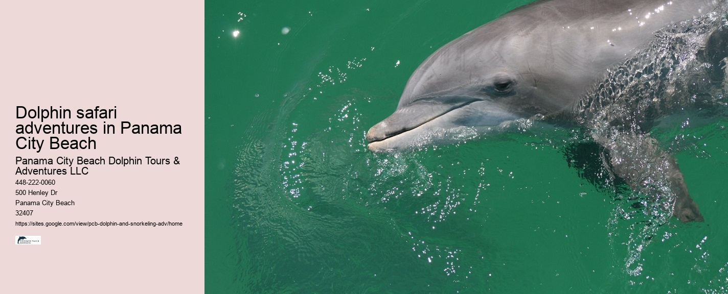 Panama City Beach Dolphin Tours Adventures And More