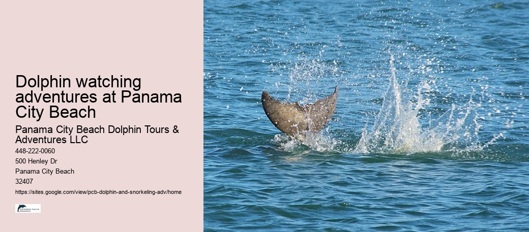 Dolphin watching adventures at Panama City Beach