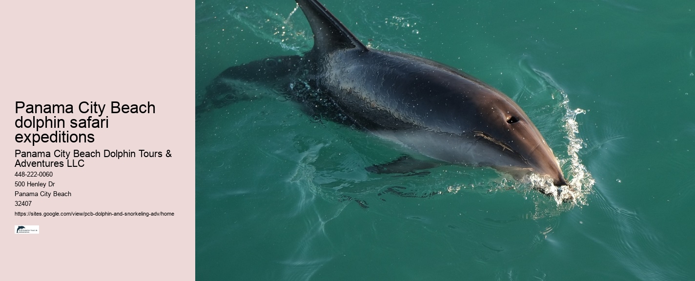 Panama City Beach dolphin spotting expeditions