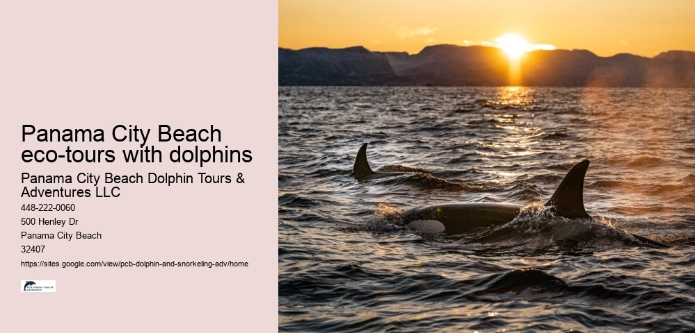 Panama City Beach eco-tours with dolphins